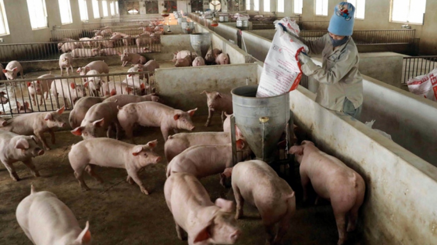 Nắm sát diễn biến thị trường, đảm bảo nguồn cung thịt lợn