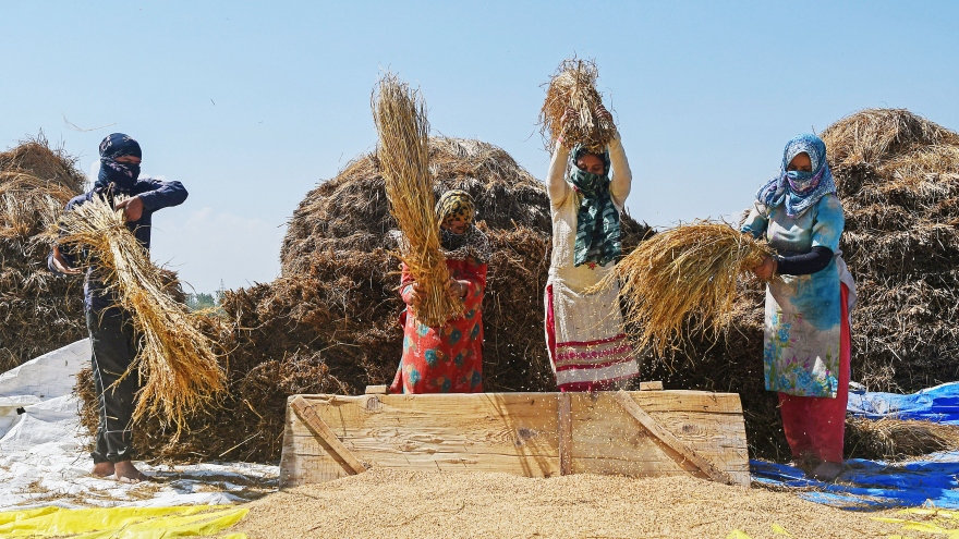 Ấn Độ bảo vệ quyết định cấm xuất khẩu gạo, lúa mỳ tại WTO