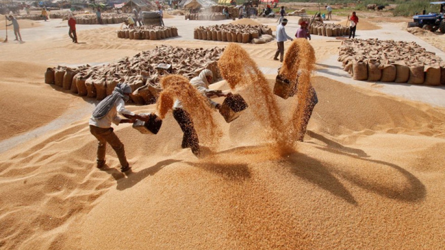 Ấn Độ siết xuất khẩu gạo, Việt Nam hưởng lợi?