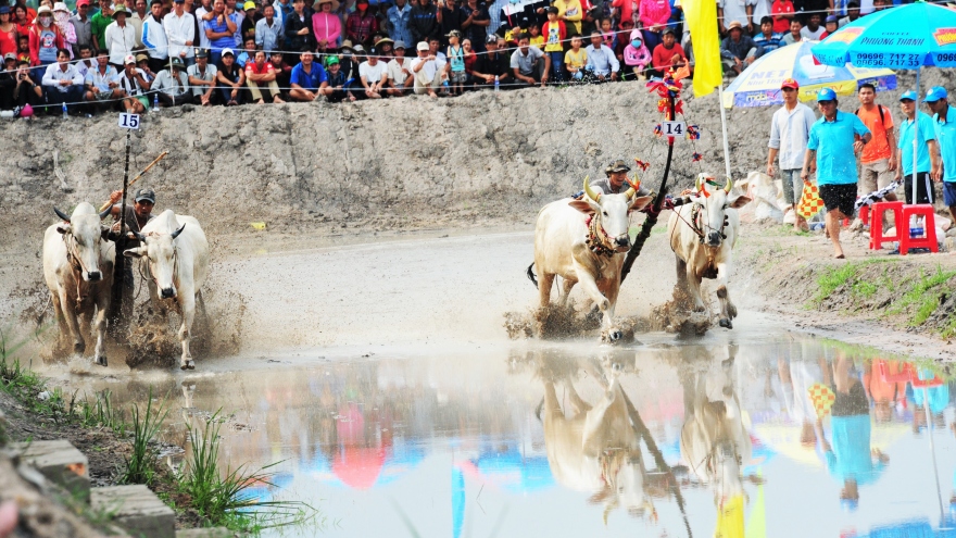 Người dân An Giang háo hức chờ đợi “Lễ hội đua bò Bảy Núi” vùng đồng bào Khmer