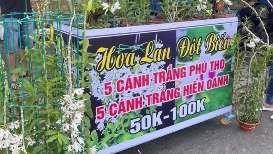 Lan đột biến đại hạ giá, chỉ còn 50.000 đồng/cây?