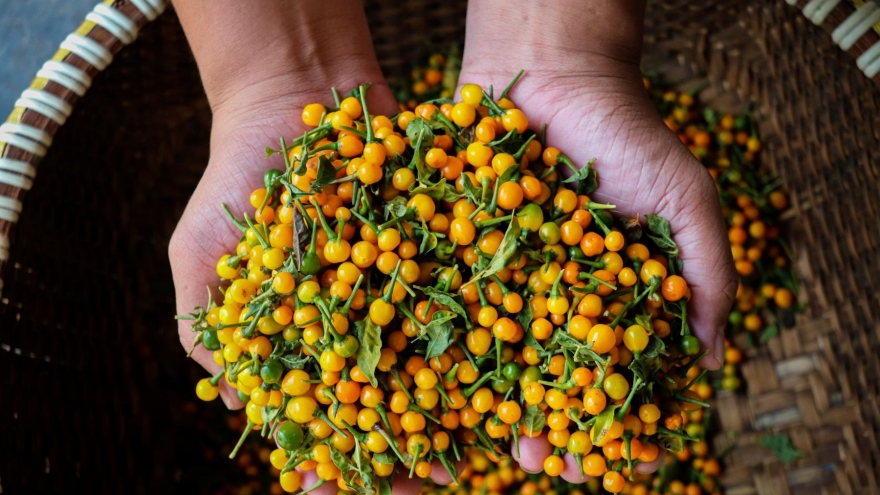 Ngắm vườn ớt đắt nhất thế giới 1.000 USD/kg ở Hà Tĩnh