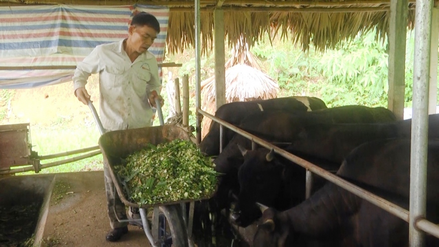 Trâu, bò mất giá, người chăn nuôi ở Yên Bái lo âu