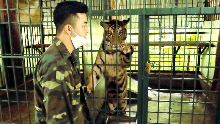 7 cá thể hổ chuyển về Vườn Quốc gia Phong Nha - Kẻ Bàng giờ ra sao