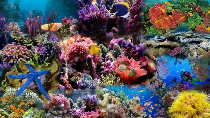 Google sử dụng AI theo dõi "sức khỏe" của các rạn san hô
