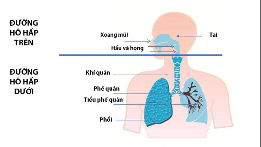 Tại sao những người viêm xoang lại hay có bệnh lý ở phổi đi kèm?