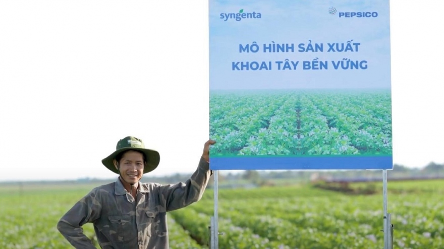 Hợp tác sản xuất khoai tây bền vững Syngenta - Pepsico