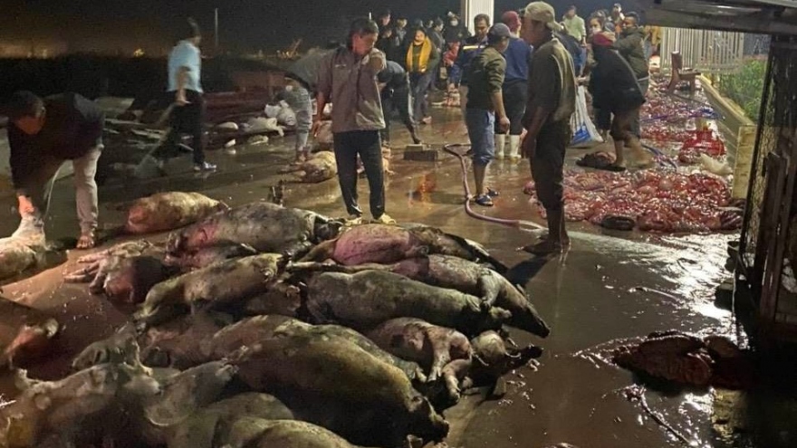 Cháy trang trại lợn tại Nghệ An, khoảng 1.000 con lợn bị thiêu chết