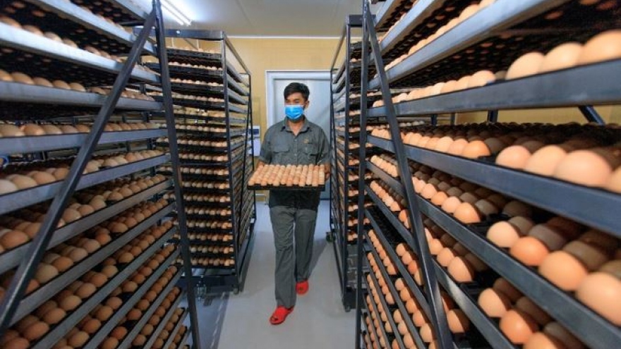 Japfa Việt Nam vận hành nhà máy ấp trứng gia cầm tại Đắk Lắk