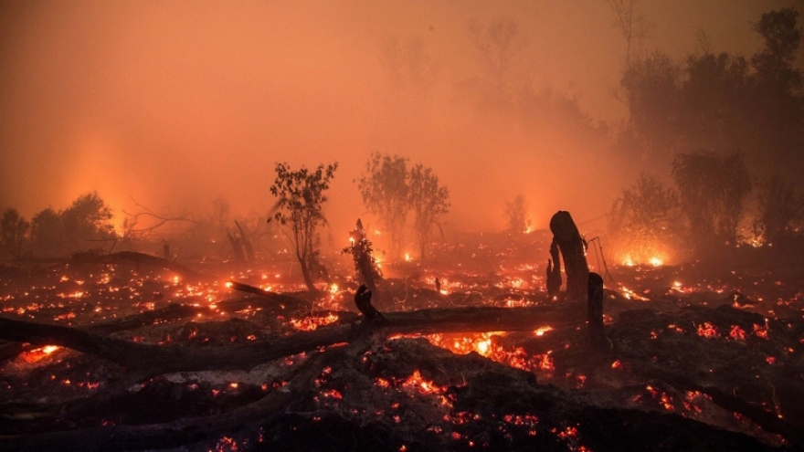 Indonesia đối mặt với nguy cơ cháy rừng lớn hơn trong năm 2023
