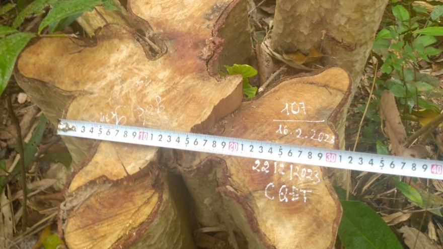 Lâm tặc ngang nhiên cưa hạ 125 cây gỗ rừng ở Gia Lai