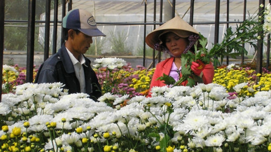 Bán hoa cúc cho khách nước ngoài thu hơn trăm tỷ đồng