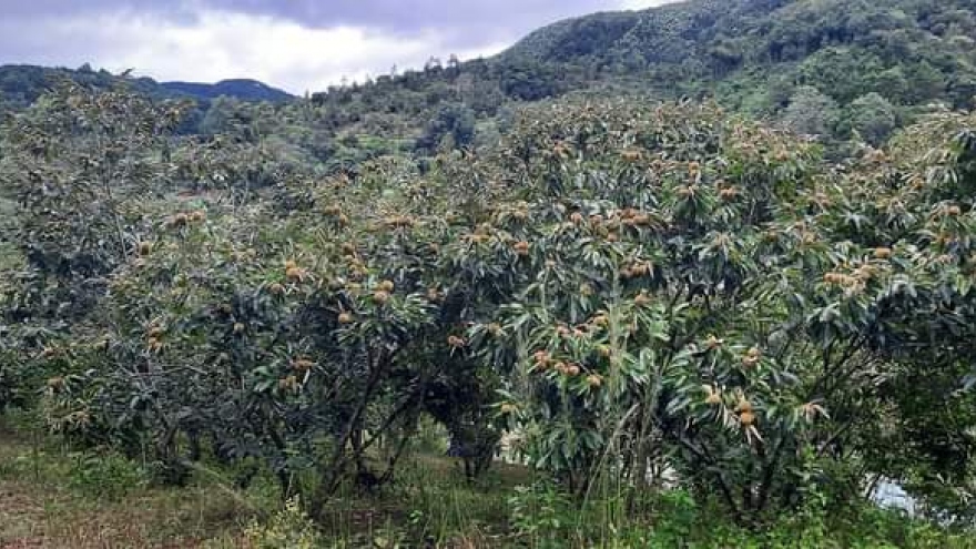 Nông dân Lạng Sơn thu nhập hàng trăm triệu đồng từ cây hạt dẻ
