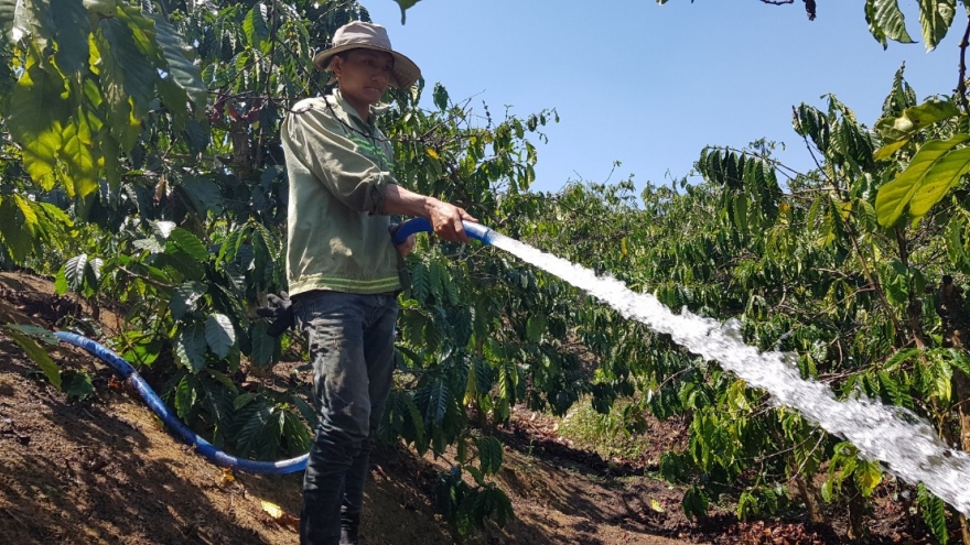 Người trồng cà phê Lâm Đồng chủ động phòng chống hạn    