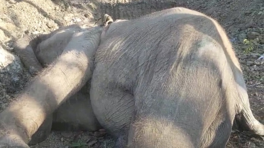 Một cá thể voi chết tại Đắk Lắk