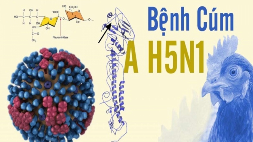 Hà Nội yêu cầu giám sát chặt cúm A H5N1 sau ca tử vong tại Campuchia