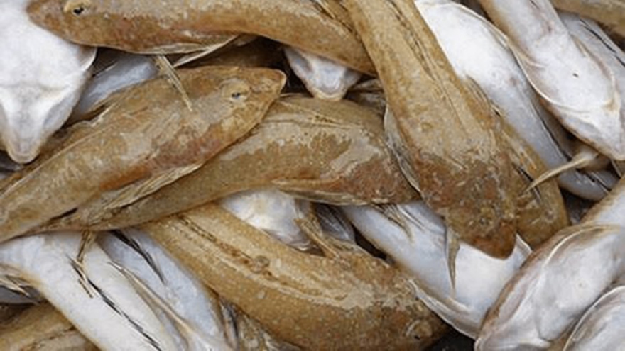 Cá chai xấu xí phơi khô thành đặc sản 250.000 đồng/kg
