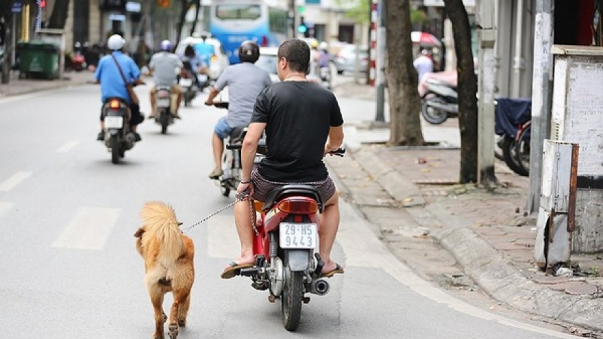 Chủ nuôi vô tư dắt, chở thú cưng đi dạo bằng xe máy trên phố