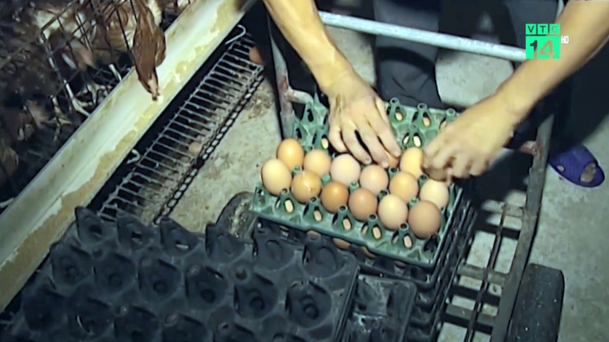 Giá trứng tiếp tục giảm mạnh