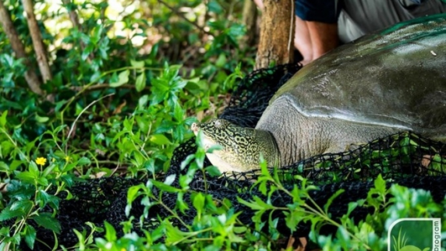 Bảo quản lạnh, xét nghiệm ADN để xác định chủng loại cá thể rùa mới chết ở hồ Đồng Mô