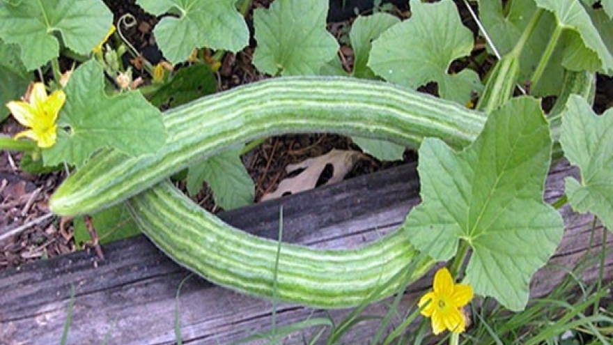 Loại dưa dài ngoằng như con rắn, nhiều người thích thú mua về trồng