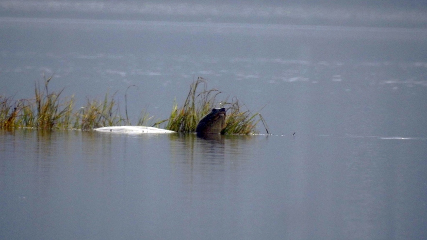 Hai cá thể rùa mai mềm cỡ lớn liên tục xuất hiện trên mặt hồ Đồng Mô