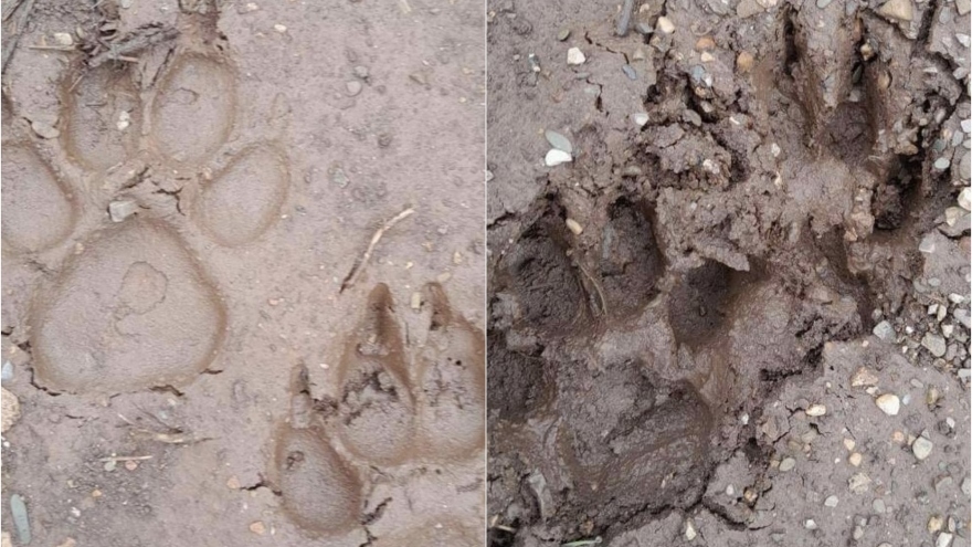 Phát hiện 2 cá thể nghi là hổ tại Mộc Châu, Sơn La