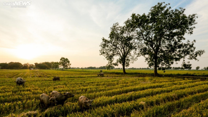 Mùa gặt bình dị ở ngoại thành Hà Nội