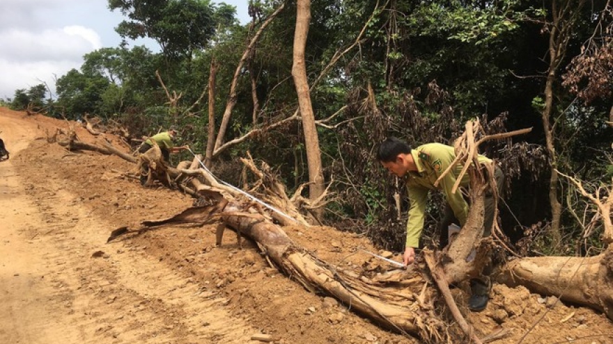 San ủi rừng tự nhiên ở Quảng Ngãi để mở đường thi công cao tốc Bắc-Nam?