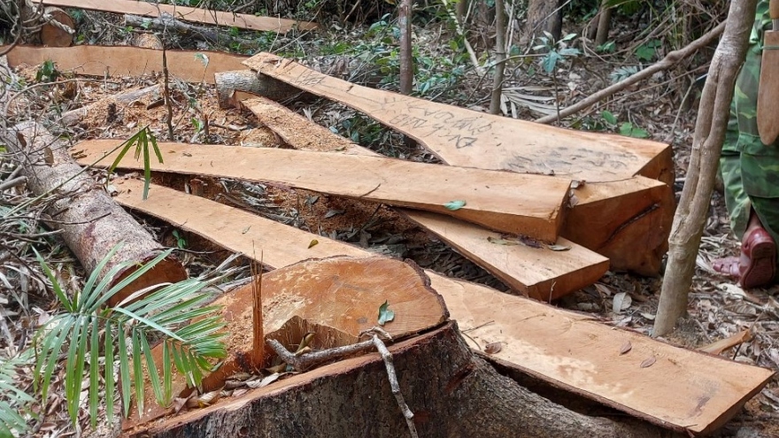 Phát hiện vụ chặt phá cây rừng tại rừng phòng hộ Ya Hội, Gia Lai
