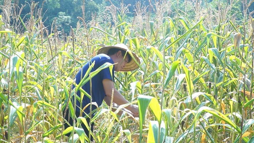 Bắc Kạn, Cao Bằng nhiều diện tích cây trồng bị ảnh hưởng do nắng hạn