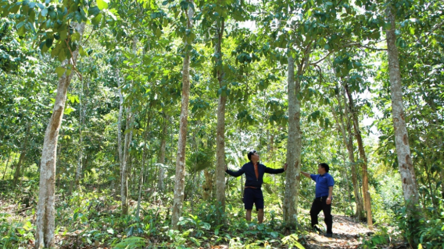 Trồng rừng gỗ lớn - hướng đi cho người dân miền núi Quảng Nam