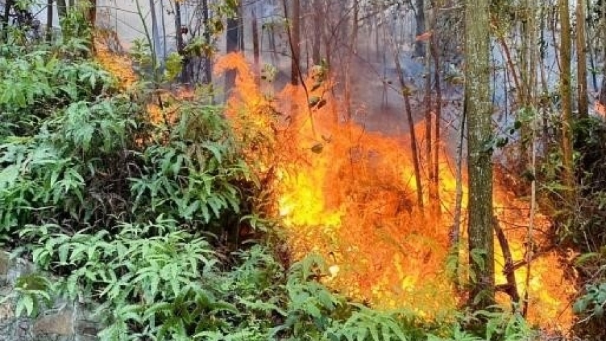 Dập tắt đám cháy rừng tại núi Sơn Đào