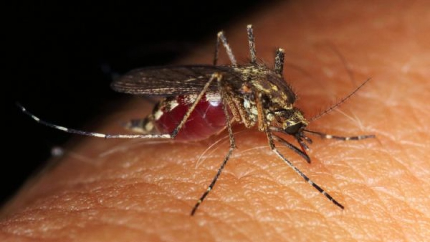 Sự khác biệt chính giữa sốt xuất huyết và các bệnh khác do muỗi gây ra