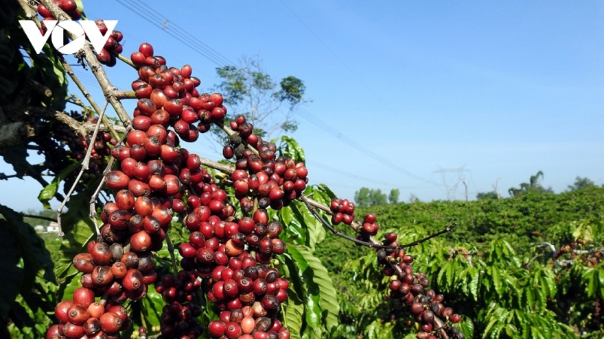 Giá cà phê hôm nay 20/7: Giá trong nước giảm khi Arabica tăng mạnh