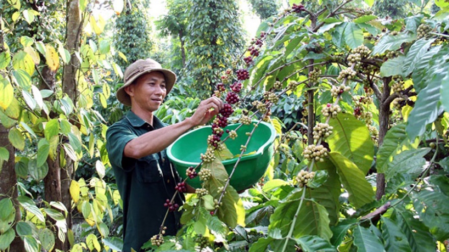 Giá cà phê hôm nay 26/7: Trong nước tăng chậm, thế giới giảm nhanh