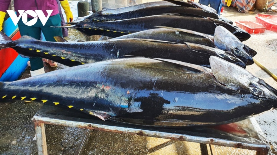 Xuất khẩu cá ngừ sang Hàn Quốc tăng gấp 2,5 lần