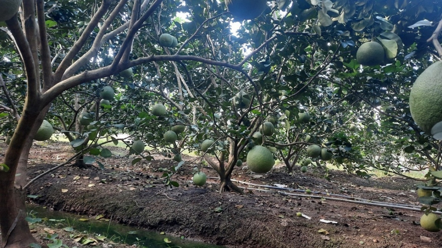Nhiều loại trái cây giá ở mức cao, nhà vườn Tiền Giang phấn khởi