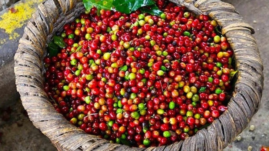 Giá cà phê hôm nay 29/9: Trong nước tăng cao nhất 66.800 đồng/kg