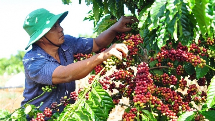 Giá cà phê hôm nay 26/9: Trong nước trung bình 66.100 đồng/kg