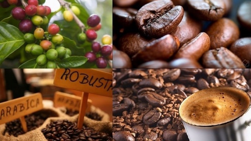 Giá cà phê hôm nay 27/11: Cà phê trong nước tăng tiếp 700 đồng/kg