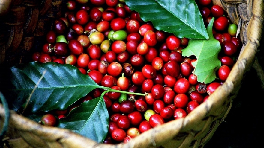 Giá cà phê hôm nay 15/9: Giá cà phê trung bình ở mức 65.500 đồng/kg