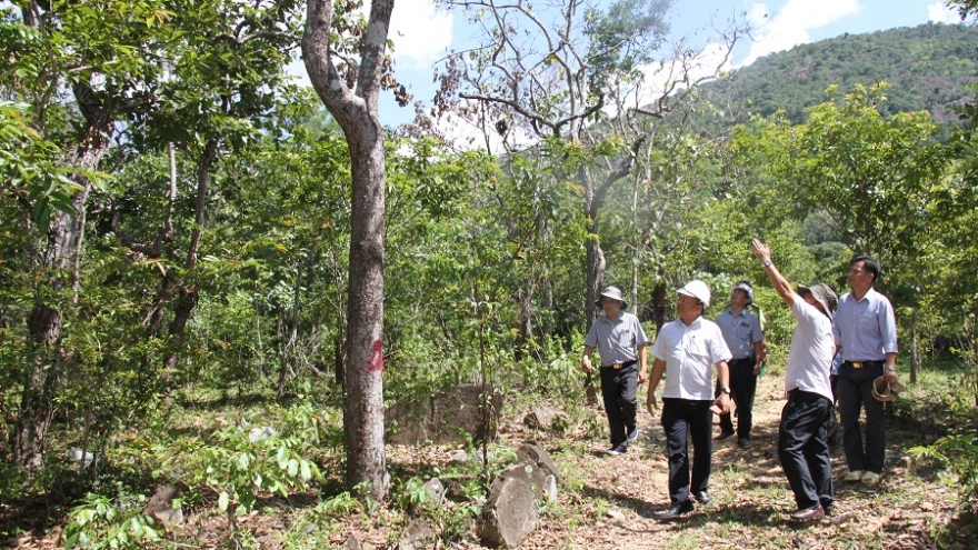 Điều tra vụ việc “đầu độc” cây rừng tự nhiên ở Ninh Thuận