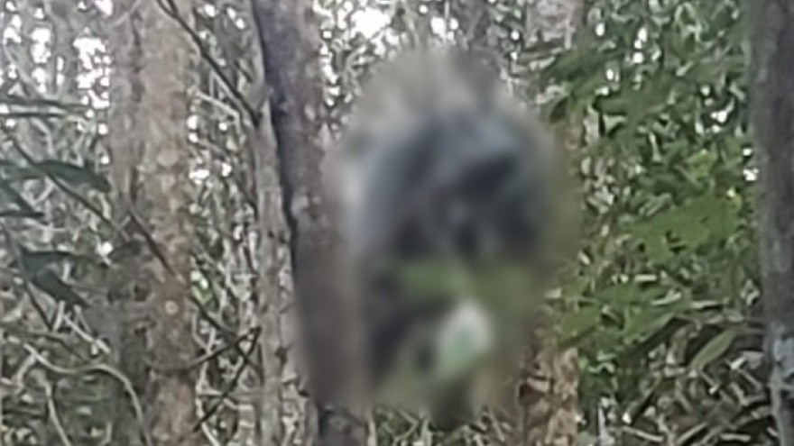 Phát hiện thi thể treo trên cây, nghi bị tai nạn khi bắt ong
