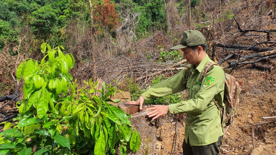 Mở rộng điều tra vụ hủy hoại rừng ở huyện An Lão, Bình Định