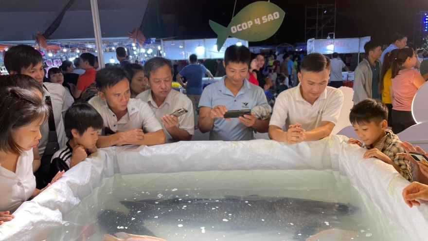 Cá trắm đen "khủng" được bán với giá 65 triệu đồng tại Hòa Bình