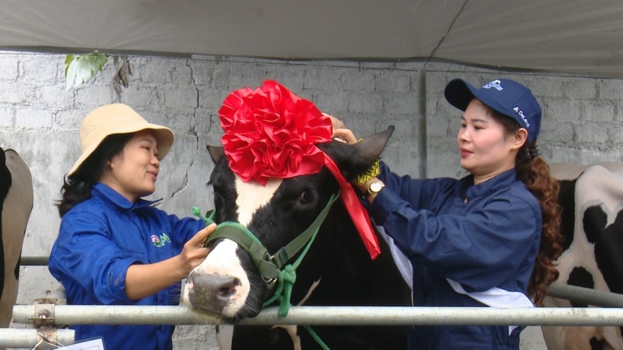 Sôi động Hội thi “Hoa hậu” bò sữa Mộc Châu năm 2023