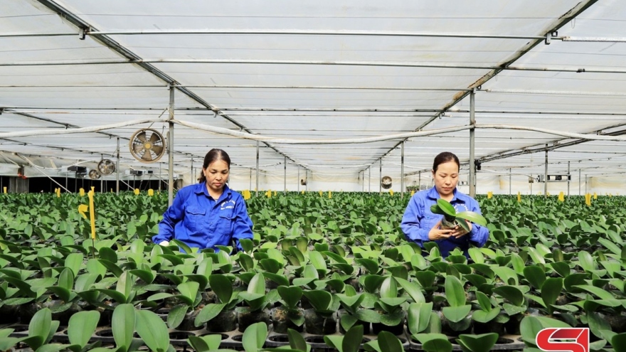 Mộc Châu phát triển nông nghiệp ứng dụng công nghệ cao