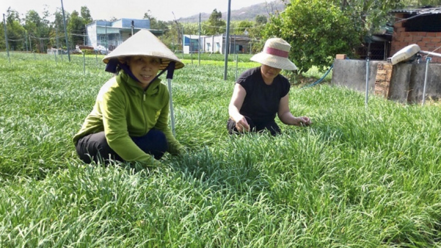 Loại rau trồng 1 lần bán 10 năm