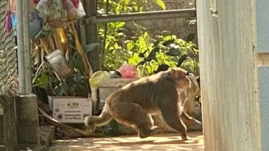 Xuất hiện cá thể khỉ hoang dã tại Sơn La khiến dân bất an